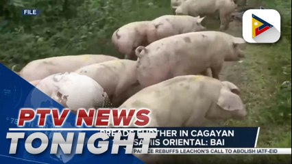 DA in talks with foreign countries on ASF vaccine as viral disease spreads further in Cagayan de Oro, Misamis Oriental