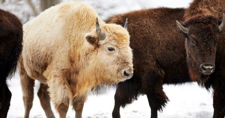 États-Unis : un bison blanc, une espèce très rare, est né dans un parc naturel du Missouri