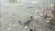 Homem mergulha em lago gelado para resgatar cão em apuros