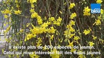 Roland Motte, jardinier : le jasmin d'hiver pour éclairer la grisaille