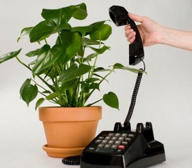 النباتات كائنات اجتماعية يمكنها التواصل فيما بينها
