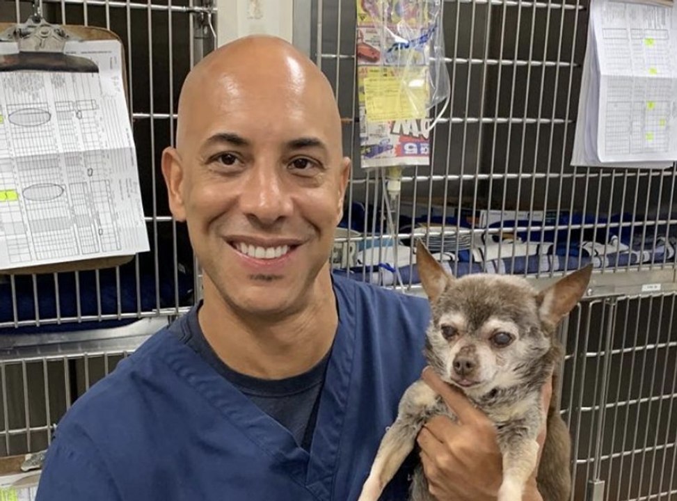 طبيب بيطري يعالج حيوانات المشردين بولاية كاليفورنيا