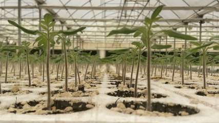 الخضراوات والفواكه الطازجة على مدار العام في الإمارات في شركة "إيليت آجرو" الإماراتية