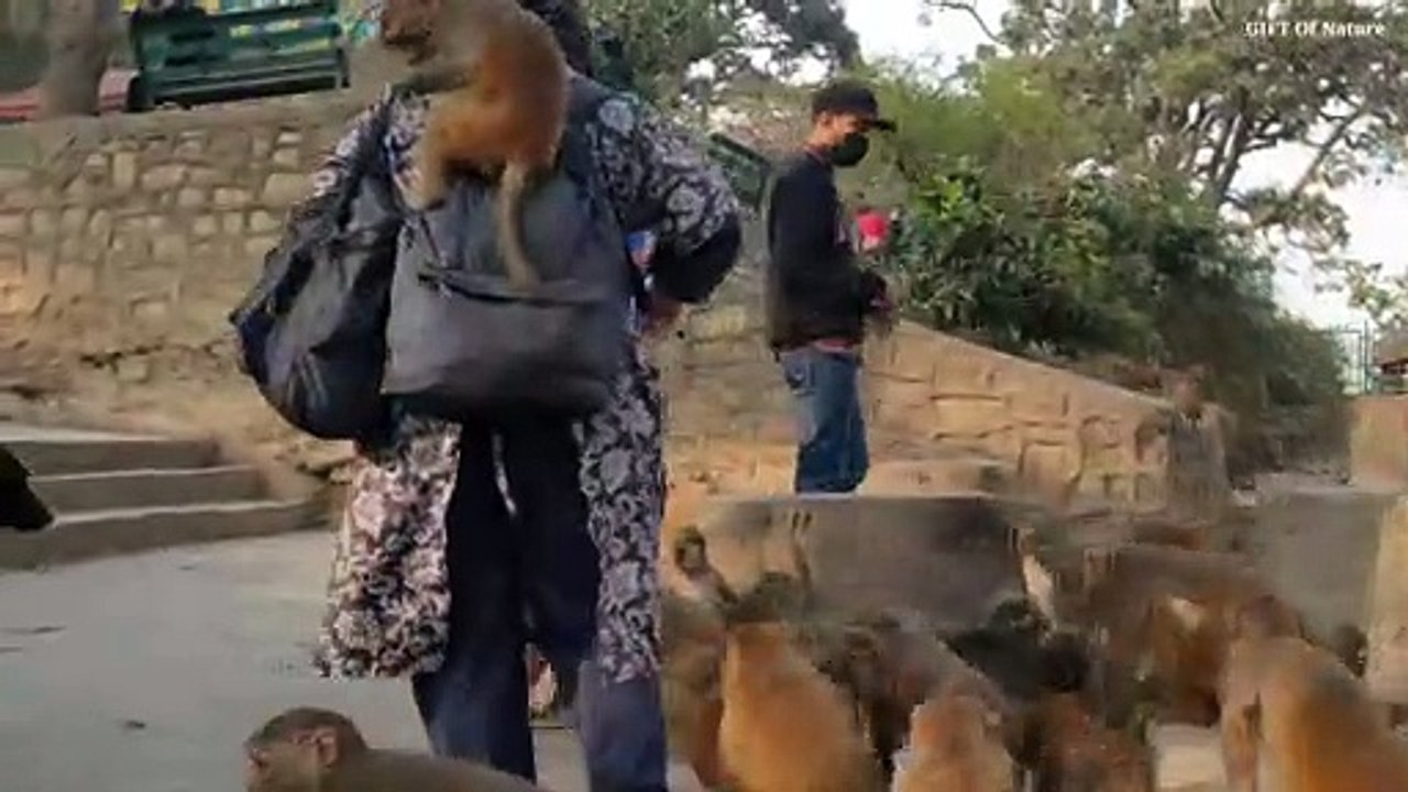 A kind lady invest daily 20 dollar for feeding poor monkey -- Generous Lady Feed_Full-HD