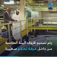 "فيش فارم" تستنسخ البيئة الباردة وتنتج سمك السلمون في دبي!