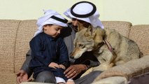 أسرة سعودية تعيش مع الذئاب منذ 11 عامًا