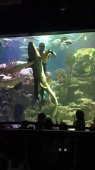 Diver Dances with Shark
