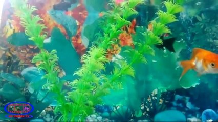 Amazing aquarium nice decoration Fish Aquarium  By BD-Drama-TV..