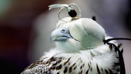 صقر "الحر".. شعارٌ يُمثل أصالة الإمارات وشموخها وقوتها