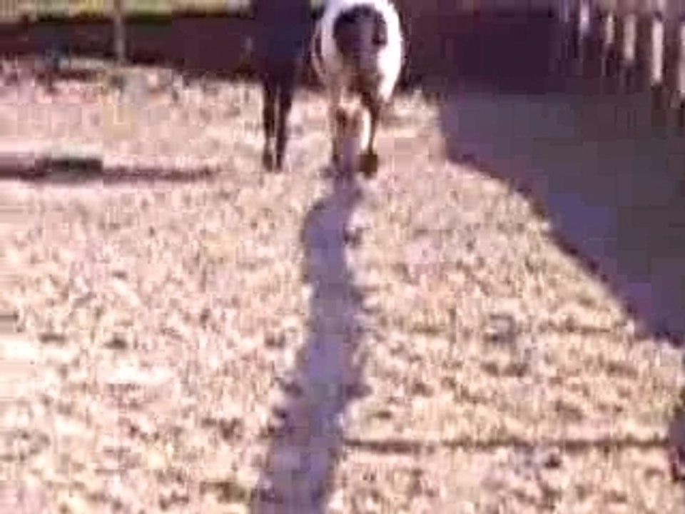 Séance d'éthologie