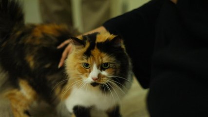 الخير للغير- ارع حيواناً أليفاً