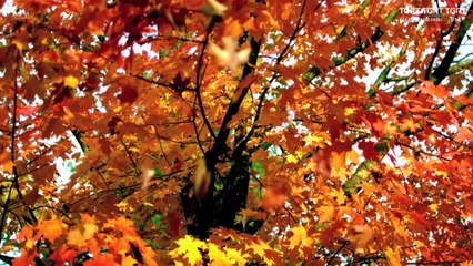 HUZURA DOGRU 20210215