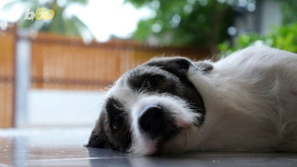 Dogs Chase Cats All of the Time! But Why Do They Do It?