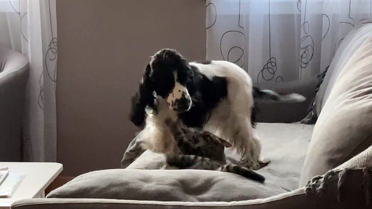 Penny et son chat ...!