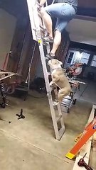 Dog Follows Dad up a Ladder