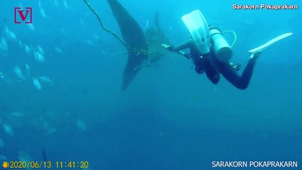 A Shark Was Caught in a Rope Before These Brave Divers Tried to Free It