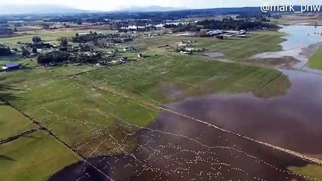 Ce drone filme un vol d'oies sauvages... magnifique