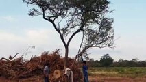 Ces éleveurs tentent de libérer un taureau coincé dans un arbre mais l'animal n'est pas très reconnaissant