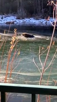 Cet ours est coincé sur ce lac gelé