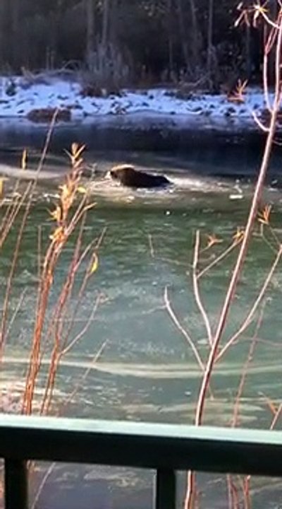 Cet ours est coincé sur ce lac gelé