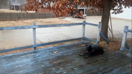 Ce chien n'a pas vu que la terrasse était verglacée