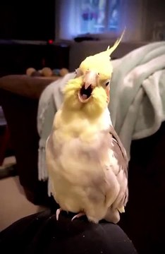 Cette perruche fait ses vocalises