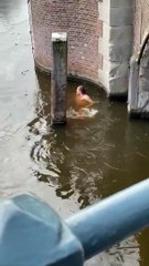 Faceplant d'un patineur sur glace (Amsterdam)