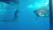 Great white shark swims into cage_HD