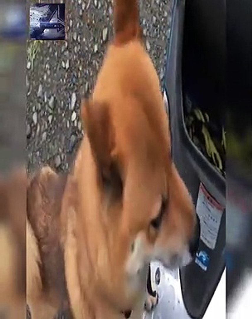 犬 文句を言うな 柴犬 動画 Dailymotion