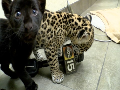 Meet Inti and Killa: Wildlife World Zoo's baby jaguars - ABC15 Digital