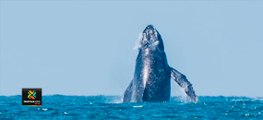 tn7-turistas-y-lugareños-disfrutaron-avistamiento-de-dos-ballenas-en-Playa-Guiones-160221