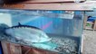 Amazing Big Fish in Glass Top Fishing videos in world Amazing Big Fish in The World
