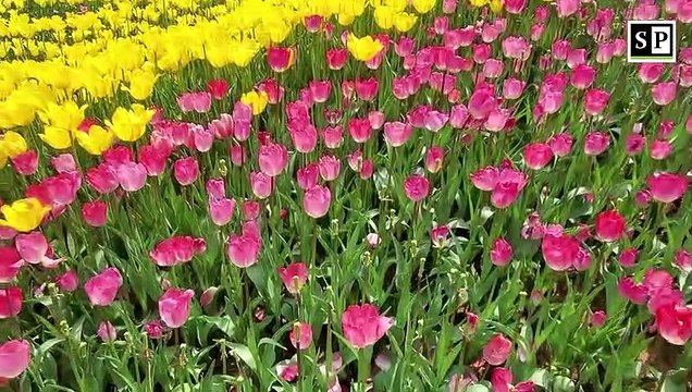 Happy Valentines Day in China; flower display during Chinese New Year holiday attracts HUGE crowd