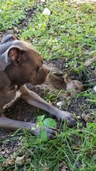 Prairie Dog Plays with Bigger DogViralHog