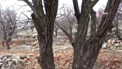 Kış yüzü görülmeyen Mardin’de badem ağaçları çiçek açtı