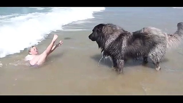 Ce chien ramène une petite fille sur la plage pour éviter qu'elle se noie