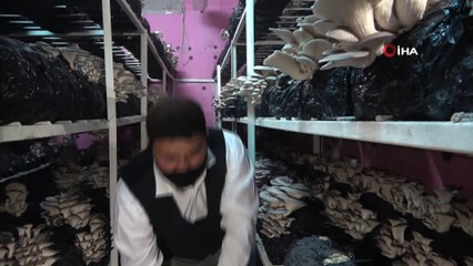 İş yerini kapattı evinin bodrumunda mantar üretmeye başladı