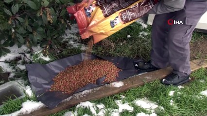 Kar kış demeden sokak hayvanlarını besliyorlar