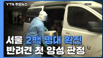 서울 41일 만에 2백명 대 확진...반려견 첫 양성 판정 / YTN