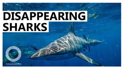Oceanic Sharks and Rays Have Declined by Over 70 Percent
