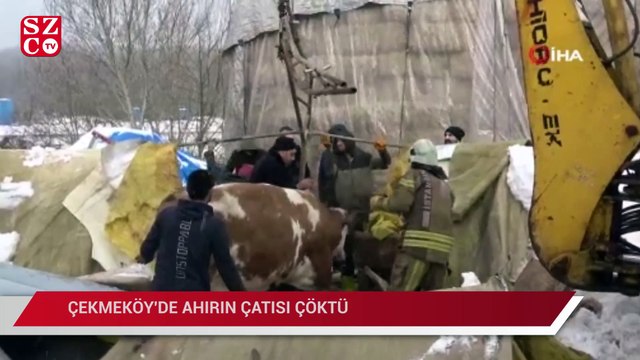 Çekmeköy’de ahırın çatısı çöktü: Çok sayıda hayvan mahsur kaldı
