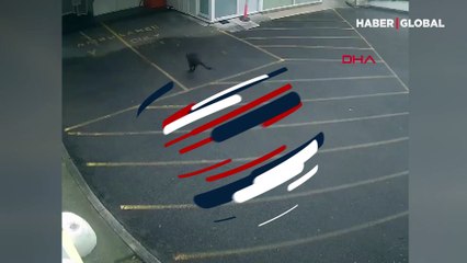 Yolunu şaşıran kanguru hastaneye daldı