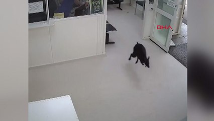 Avustralya'da yolunu kaybeden kanguru hastaneye daldı