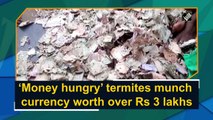 ‘Money hungry’ termites munch currency worth over Rs 3 lakh