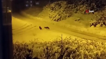 Aç kalan çakallar şehre indi