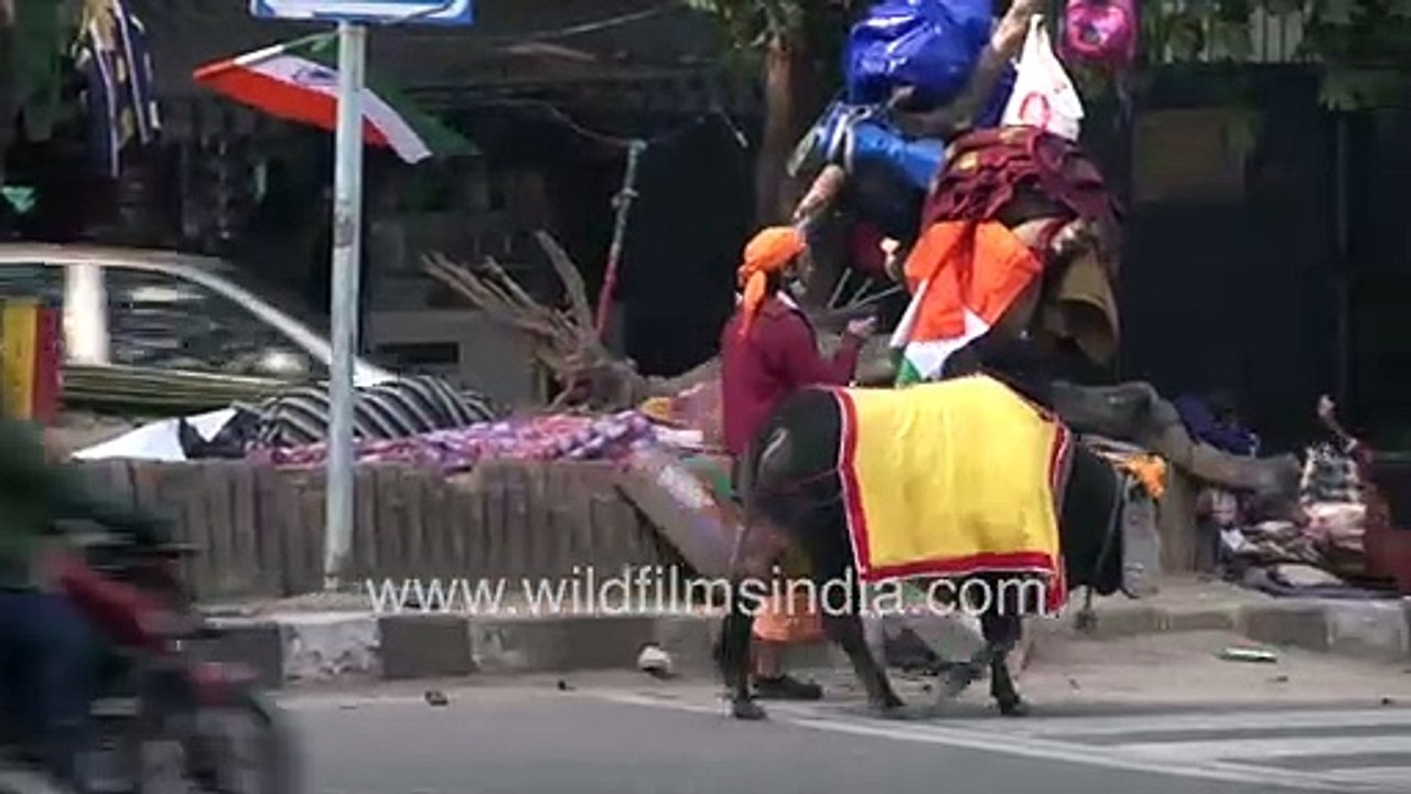 Fortune telling bull on Delhi streets __ Shiva's 'Nandi' clad in yellow blanket on city streets