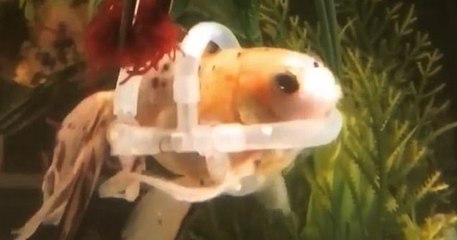 Ce poisson rouge, souffrant d'un trouble de flottaison, nage à nouveau grâce un gilet de sauvetage