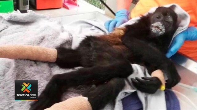 tn7-animales-electrocutados-heridas-graves-170221