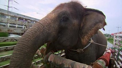 The elephant rescuer of Chiang Mai