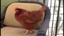 Koltuğa fütusuzca yumurtlayan Tavuk
